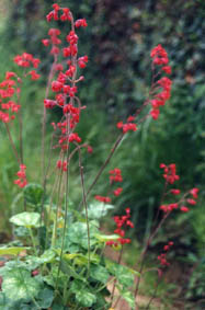 Heuchera sanguinea 'Firefly'